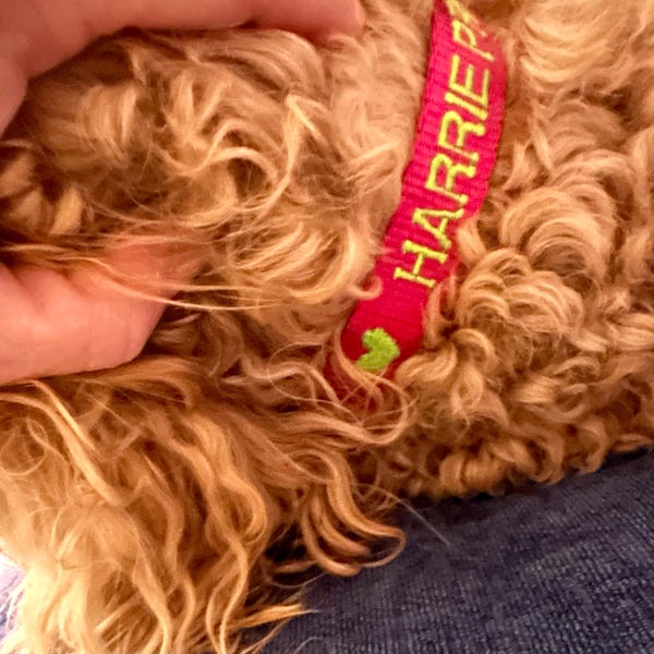 Cuchara para comida con huella de pata de perro personalizada y nombre, regalo para amantes de los perros