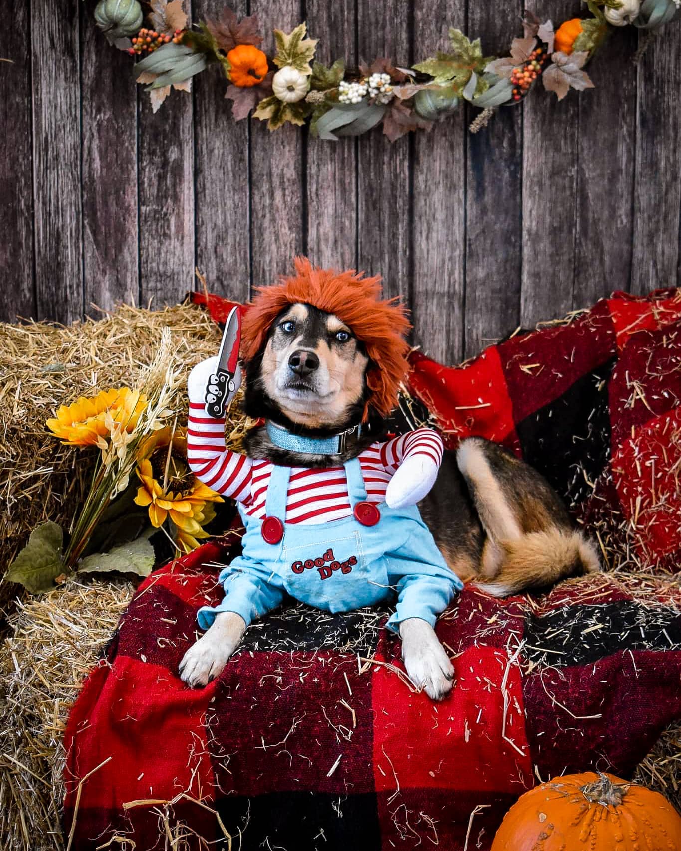 Deadly Doll Halloween Pet Costume For Dog Cat