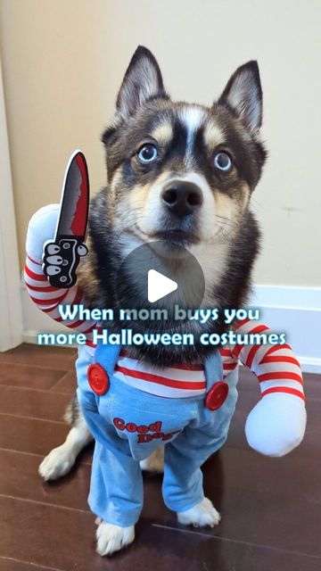 Deadly Doll Halloween Pet Costume For Dog Cat