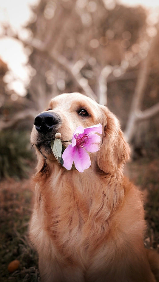 The 10 Best Gifts for Dogs and Dog Lovers 🐶🎁