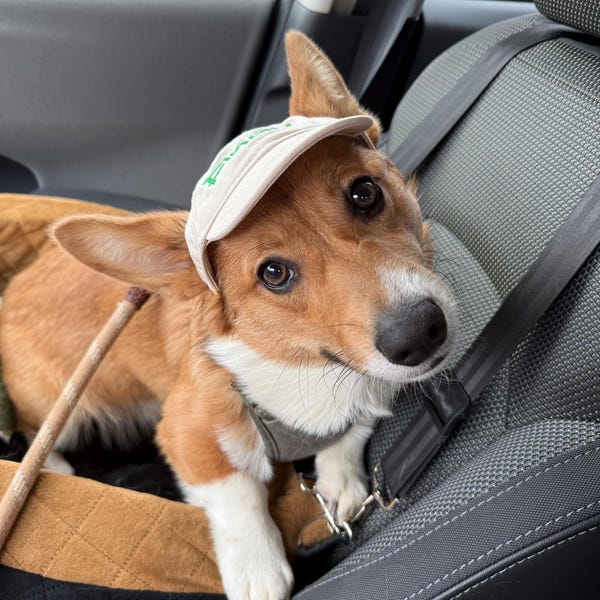 Personalized Dog Hat with Name – Custom Pet Caps & Embroidered Dog Hats Gift For Dog Lovers