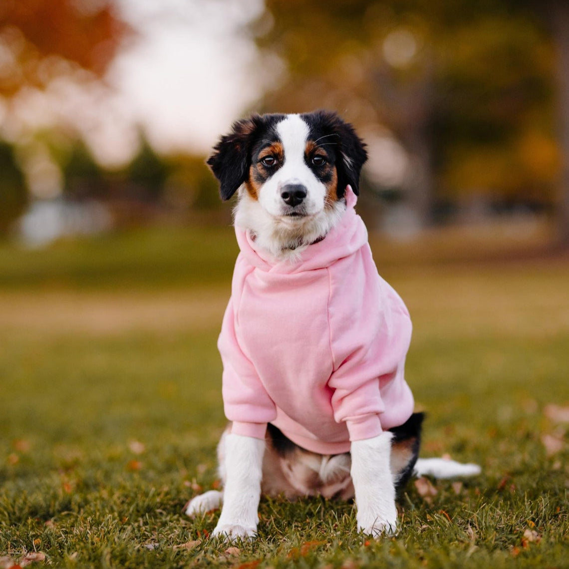 Dog wearing a pink hoodie in a park setting