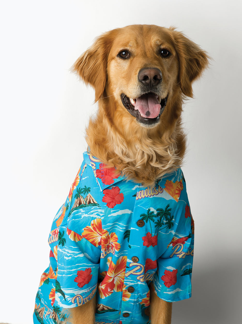 Matching Dog & Owner Hawaiian Shirts – Fun Beach Outfits, Family Matching Pet Clothes