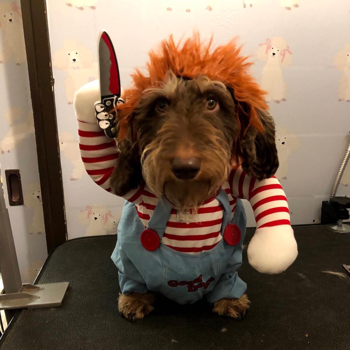 Deadly Doll Halloween Pet Costume For Dog Cat