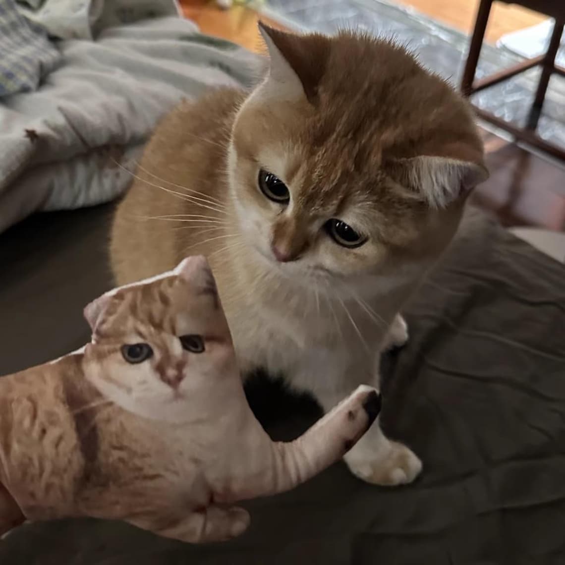 Custom Ugly Pet Pillow – Funny Realistic Cat & Dog Pillow Gift For Pet Lovers