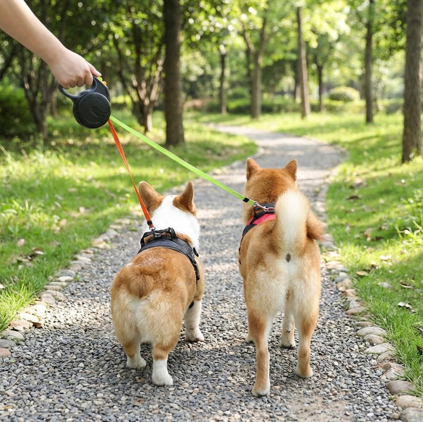 Collier pour animal de compagnie brodé personnalisé avec nom de l'animal et date/numéro de téléphone/adresse Cadeau pour les amoureux des chiens Souvenir pour les amoureux des animaux 